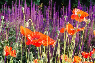 Vibrant red poppies bloom in a field of stunning purple flowers under the sun.