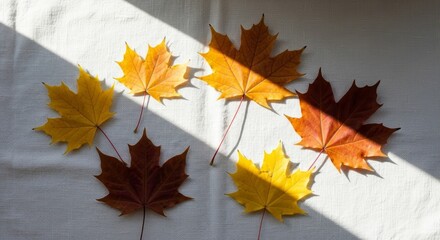 Autumn leaves on white fabric in sunlight flat lay view