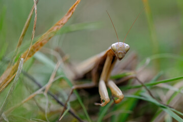 praying mantis on a branch