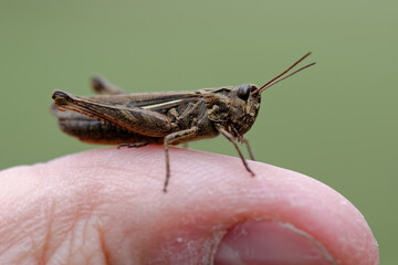 grasshopper 