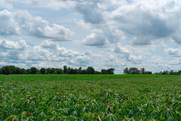 Large cassava fields, clear weather