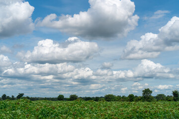 A large number of large white clouds on a clear day.