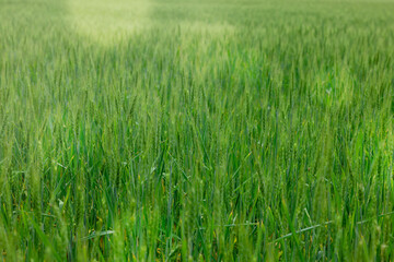 Wheat spikes growing in field outdoors, closeup