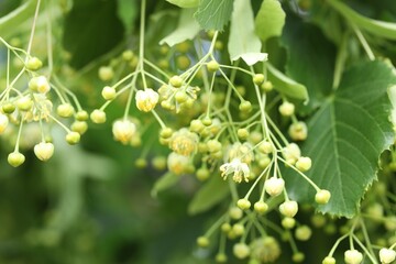 Linden tree branch with leaves and blooming flowers outdoors, closeup