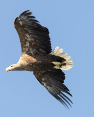 Majestic Flight of a White-tailed Eagle