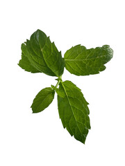 Fresh Mint Leaves Isolated on Transparent Background