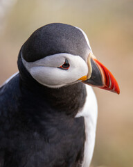 Close-up Portrait of a Puffin in Iceland
