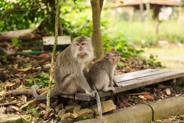 Cute monkeys sitting on wooden bench in park