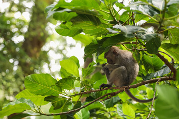 Cute monkey with food on tree branch in forest