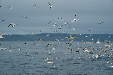 
seagulls over the sea