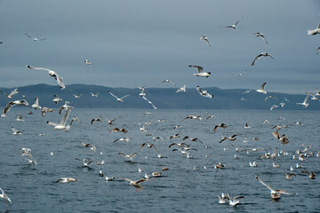 
seagulls over the sea