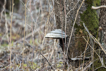 Natural photograph of Fomitopsis fomentarius growing on a moss-covered tree