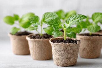 Young plants in biodegradable pots arranged neatly on a table in a bright indoor space