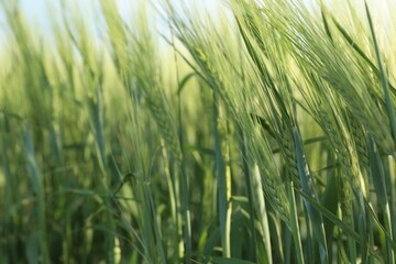 Wheat spikes growing in field outdoors, closeup