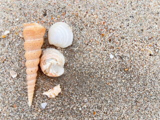 seashells on the sand