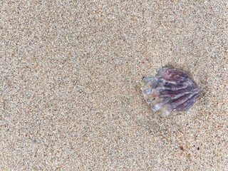 seashell on the beach