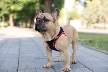 Adorable pet. Cute French bulldog with leash in park