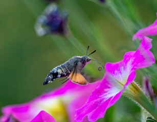 Taubenschwänzchen saugt Nektar auf einer Blüte