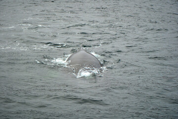 humpback whale