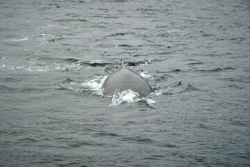 Fototapeta premium humpback whale in the arctic