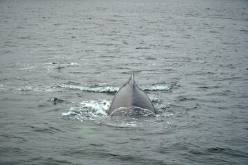 humpback whale in the arctic