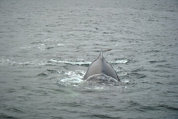 Fototapeta premium humpback whale in the arctic