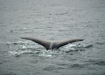 humpback whale tail