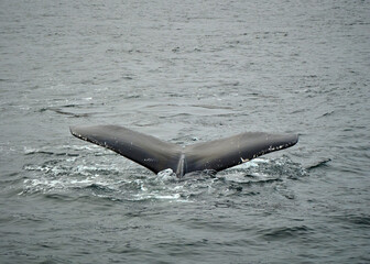 humpback whale tail