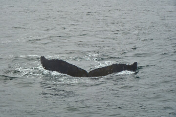 Fototapeta premium humpback whale tail
