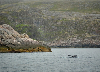 humpback whale in the arctic