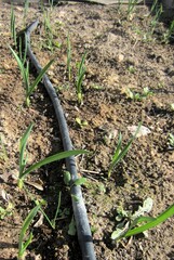 garlic shoots with drip irrigation