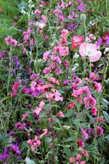 Obraz premium natural floral background, wildflowers and grasses in a meadow in summer