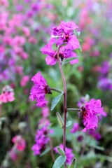 natural floral background, wildflowers and grasses in a meadow in summer