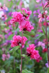 natural floral background, wildflowers and grasses in a meadow in summer