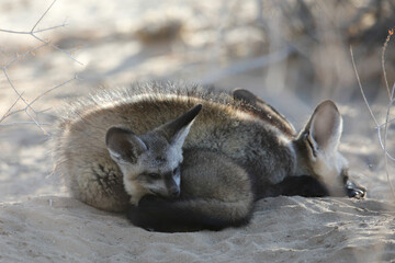 Cute bat-eared fox baby resting near its mother in the Kalahari Desert © John