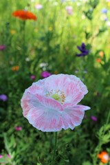 natural floral background, wildflowers and grasses in a meadow in summer