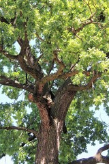 beautiful green oak tree , tree branches in the forest, flora in nature