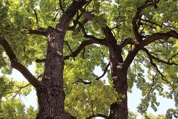 oak, green oak tree in the forest