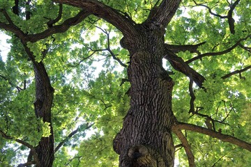 Naklejka premium oak, green oak tree in the forest