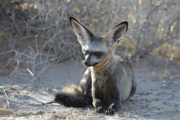 Bat-eared fox resting on the arid Kalahari Desert sand