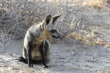 Bat-eared fox resting on the arid Kalahari Desert sand