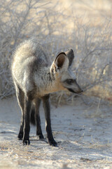 Bat-eared fox looking for a scorpion to eat in the early morning of the Kalahari Desert