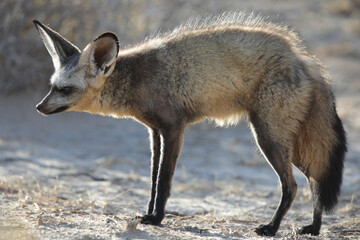 Bat-eared fox looking for a scorpion to eat in the early morning of the Kalahari Desert