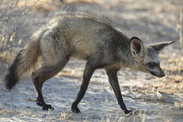 Fototapeta premium Bat-eared fox looking for a scorpion to eat in the early morning of the Kalahari Desert