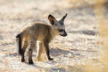 Baby bat-eared fox being cute in the Kalahari Desert