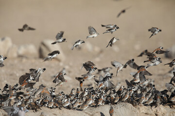 Flock of small birds flying off their water drinking area