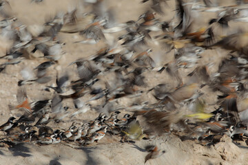 Flock of small birds flying off with artistic motion blur