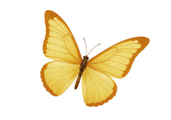 Isolated Yellow Butterfly with Delicate Wings on White
