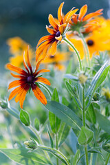 Rudbeckia hirta, also called mountain marigold, black-eyed Susan, or hairy coneflower showcases its vivid petals and hairy stems. Used in herbal medicine to support immunity and reduce inflammation.