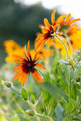 Rudbeckia hirta flower stands out with fiery orange and red petals. Known as black-eyed Susan or hairy coneflower, it’s both an ornamental beauty and a traditional healing herb.